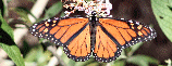 KCWildlife - Backyard Bees, Birds, Bugs, Butterflies & Flowers